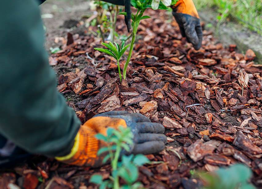 Garden and planting services including mulching